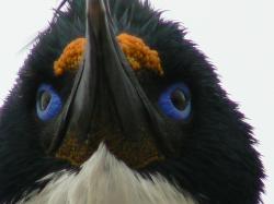 cormoran.jpg