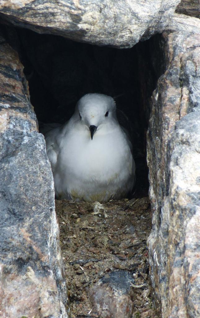 Petrel des neiges