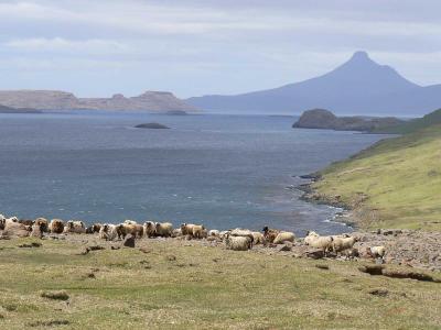 Moutons Bizets sur l'île longue